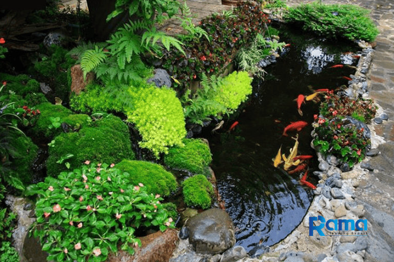 Nguồn nước bị ô nhiễm khiến hồ cá xanh rêu, mùi hôi và cá dễ nhiễm bệnh