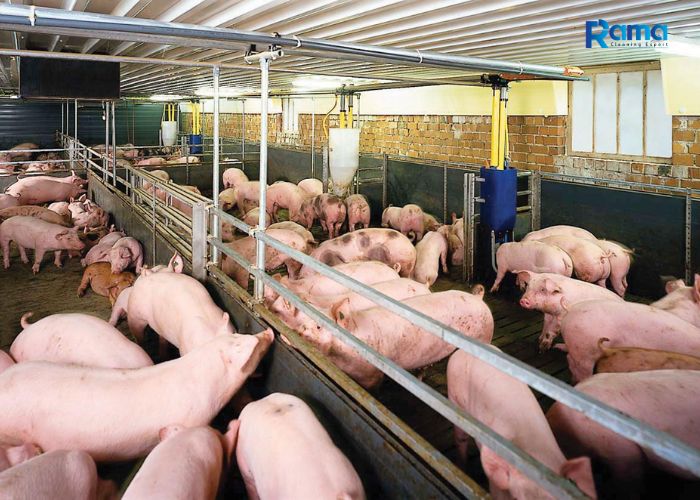quy trình khử trùng trang trại lợn