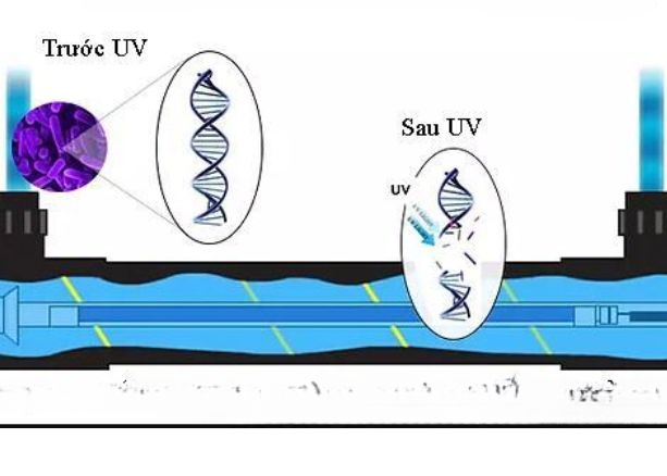 đèn UV cho nước uống